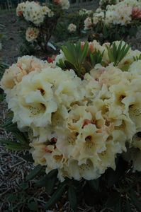 Rhodo Pukeiti Anniversary